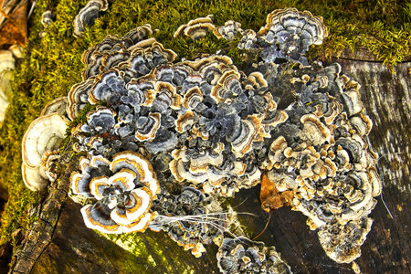Closeup of a colorful Turkey Tail Mushroom attached to a tree on a winter day in a Northern Wisconsin forest.の写真素材