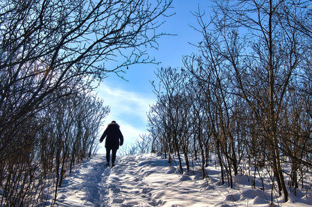 Washington County, Wisconsin, USA â December 16, 2025: View of a hiker climbing a snowy hill beside bare shrubs on the Loew Lake Segment of The Ice Age Trail near Monches, WI.のeditorial素材
