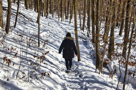 Washington County, Wisconsin, USA â December 16, 2025: Sunny winter view of a hiker in a forest of bare trees along the Loew Lake Segment of The Ice Age Trail near Monches, WI.のeditorial素材