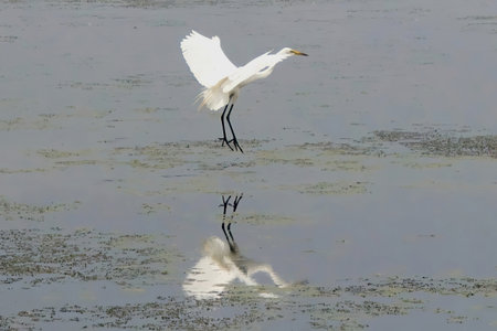 Closeup of a Great Egret about to land in the water on a Summer day in Horicon Marsh in Dodge County, Wisconsinの写真素材