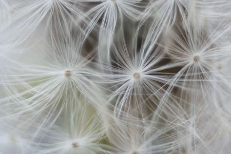 close-up of dandelion plantの写真素材
