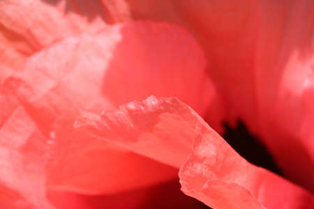 macro of pink poppyの写真素材