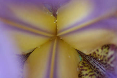 Lilac and Yellow lily with water droplets