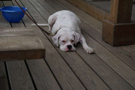 White Dogの写真素材