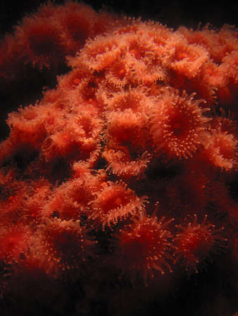 A red sea anemone or soft coral in an aquariumの写真素材