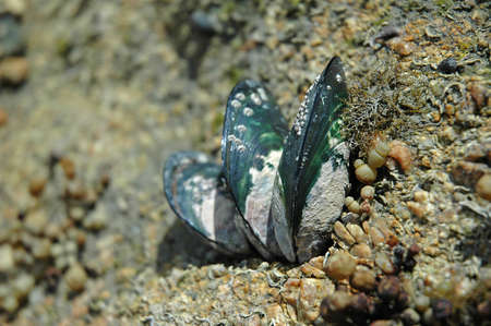 Green lipped mussels