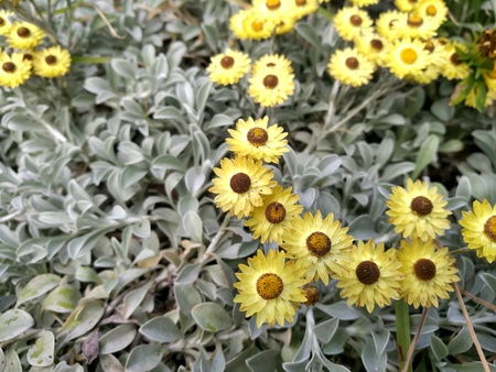 flowerの写真素材