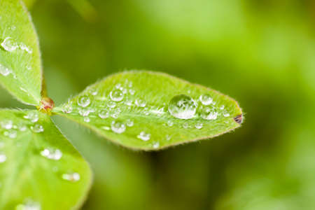 Water drops on green leaf