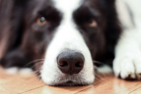 Border collie portraitの写真素材