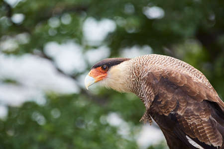 caracara bird of prey in patagonia chileの写真素材