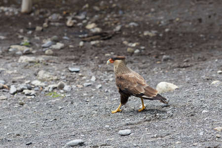 caracara bird of prey in patagonia chile