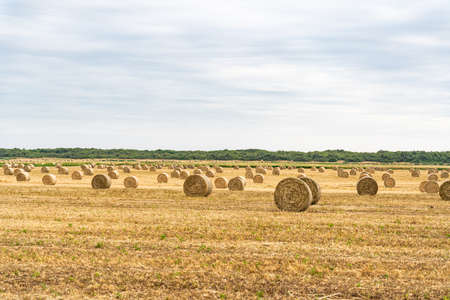 Summer in TUscany and hay balls in the fieldsの写真素材