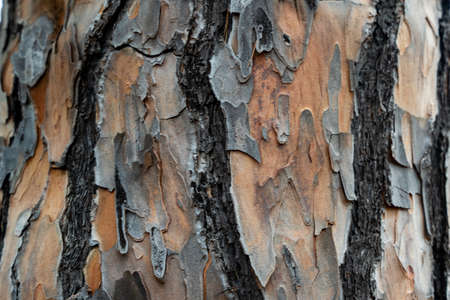 Tree bark detail in macro photoの写真素材