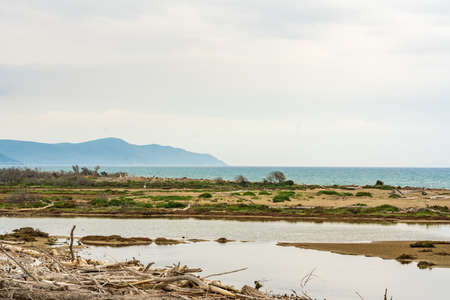 The wonderful landscape of the maremma park by the seaの写真素材