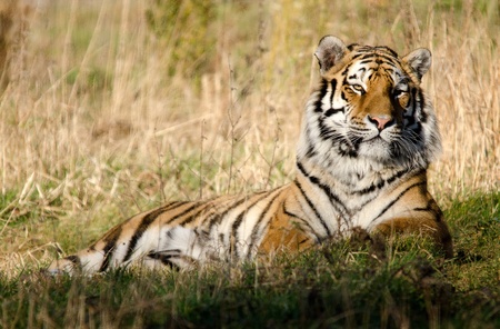 Siberian Tiger resting in long grass