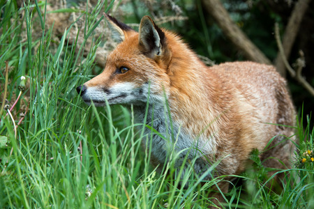 Red Fox Vulpes vulpes