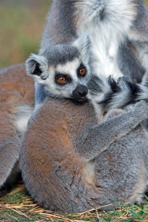 Ring-Tailed Lemur Lemur Cattaの写真素材