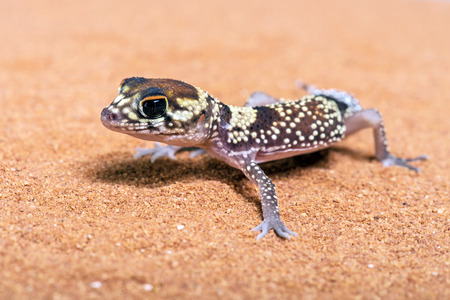 Australian Barking Gecko Underwoodisaurus Miliiの写真素材