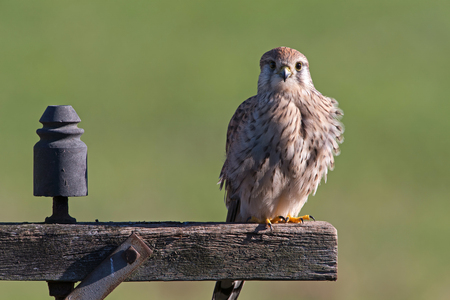 Kestrel (Falco tinnunculus) on old telegraph poleの写真素材