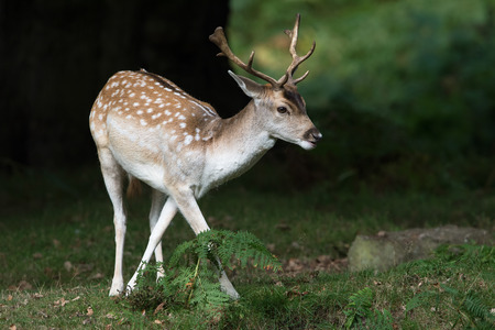 Fallow Deer (dama dama) in a dark forestの写真素材