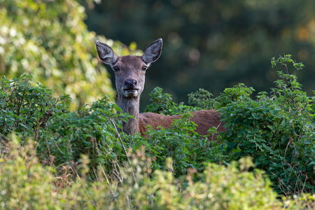 Red Deer Hind (Cervus elaphus) in thick green foliageの写真素材