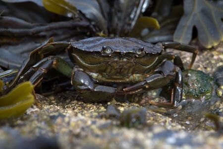 European Green Crab (Carcinus maenas) on barnacle and seaweed covered rock