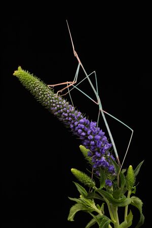 Indian Grass Mantis (Schizocephala bicornis)