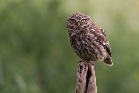 Little Owl (Athene Noctua) perched on an old wooden stump in farmlandの写真素材