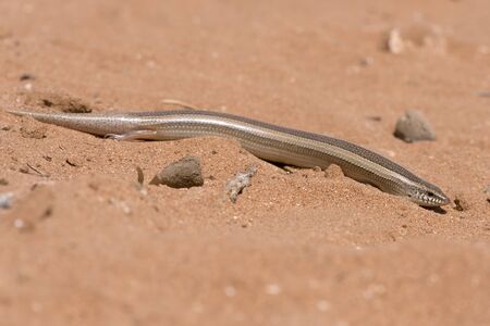Small Three-toed Skink (Chalcides minutus) in North African desertの写真素材