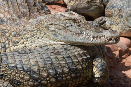Nile Crocodile (Crocodylus niloticus) at water's edgeの写真素材
