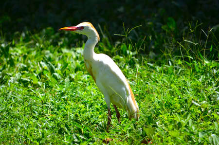 Cattle Egret in green grassの写真素材
