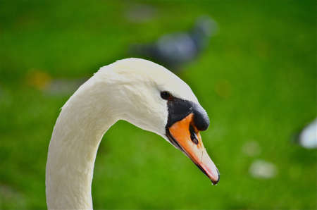 Head of Swan with green backgroundの写真素材