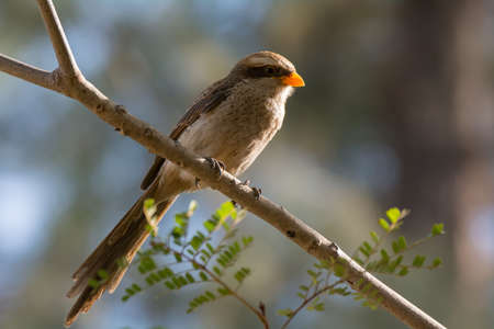 A Yellow-Billed Shrike with light behind