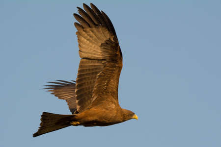 A Black Kite in Flightの写真素材