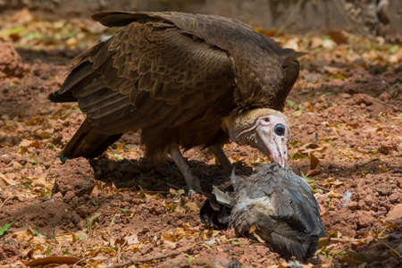 A hooded Vulture feeding on a dead Plantain Eaterの写真素材