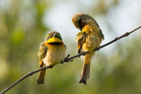 2 Little Bee-eaters - 1 short and fat, one tall and skinnyの写真素材