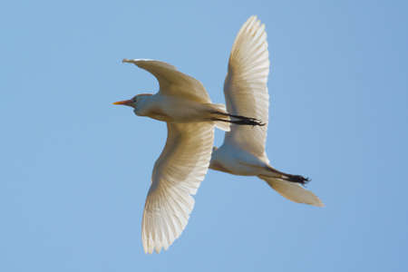 2 Cattle Egrets Flying in Synchronization