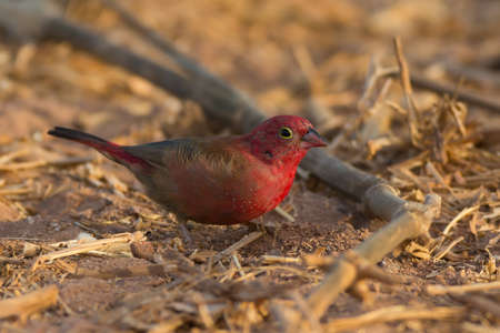 A Senegalese Fire Finch foraging on the groundの写真素材