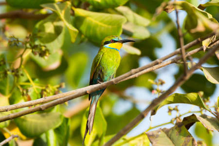 A Swallow-Tailed Bee-Eater perched in a Cashew Treeの写真素材