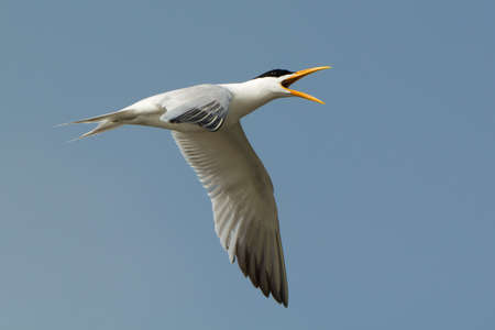 A Royal Tern in flight with mouth open