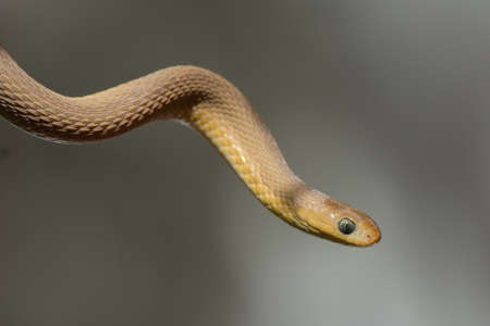 An Egg-Eating Snake strected out into airの写真素材