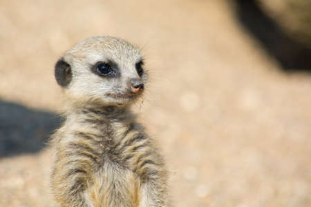 A Meerkat watching out for the group