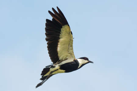A Spurr-Winged Plover in mid flightの写真素材
