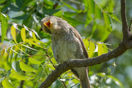 A Yellow-Billed Shrike that is acting very strangelyの写真素材