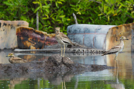 3 Senegalese Thicknees in different posesの写真素材