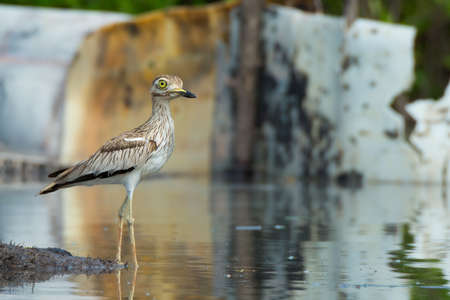 A Senegalese Thicknee standing in shallow waterの写真素材