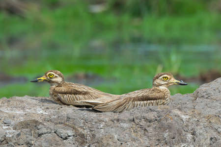 2 Senegalese Thicknees resting on a bankの写真素材