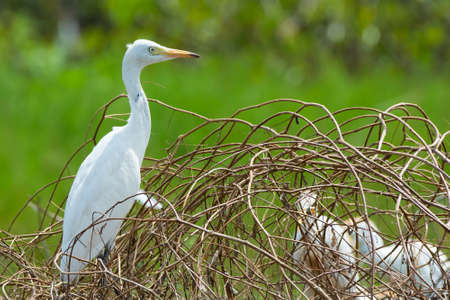 A Cattle Egret searching for nesting materialの写真素材