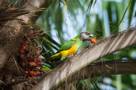 A Senegalese Parrot eating fruit from a palm tree