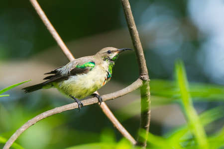 A Young Male Beautiful Sunbird just developing his coloursの写真素材